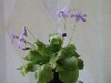 Pinguicola grandiflora