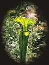 Sarracenia flava