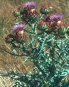 Piante Medicinali Cynara cardunculus