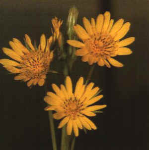 Piante Medicinali Tragopogon pratensis