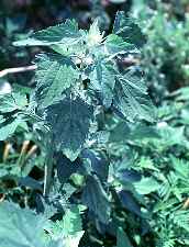 Piante Medicinali Chenopodium bonus henricus