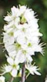 Piante Medicinali Prunus spinosa