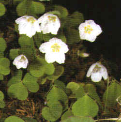 Acetosella