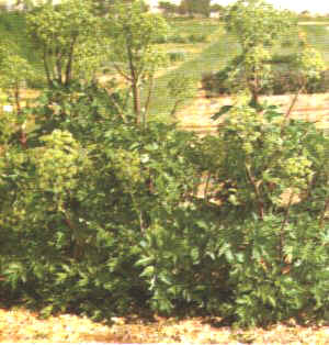 Piante Medicinali Angelica archangelica