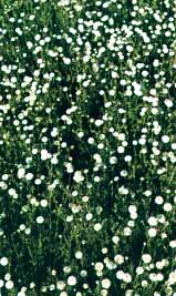 Piante Medicinali Anthemis nobilis