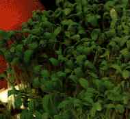 Piante Medicinali Nasturtium officinalis
