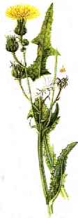 Piante Medicinali Sonchus arvensis