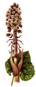Piante Medicinali Petasites officinalis