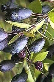 Piante Medicinali Myrtus communis