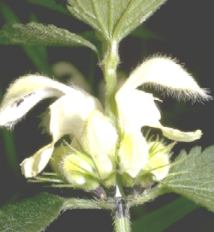 Piante Medicinali Lamium maculatum