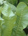 Piante Medicinali Nasturtium armoracia