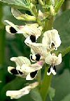 Piante Medicinali Vicia faba