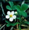 Piante Medicinali Fragaria vesca