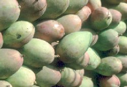 Frutteto Mangifera indica