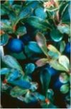 Piante Medicinali Vaccinium myrtillus