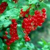 Frutteto Ribes