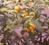 Frutteto Citrus