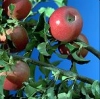 Frutteto Malus