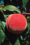 Frutteto Prunus Persica