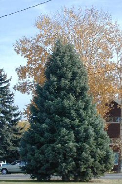 abies concolor