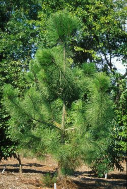 maritime pine