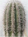 Carnegieia gigantea