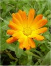Annuali Calendula