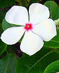 Annuali Catharanthus roseus