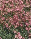 Annuali Diascia cordata
