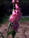 Annuali Digitalis purpurea