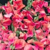 Annuali Lathyrus odoratus