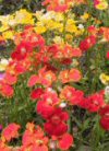 Speciali Seminare le piante da fiore