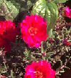 Annuali Portulaca oleracea