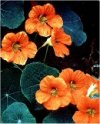 Piante Medicinali Tropeolum majus