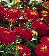 Annuali Zinnia