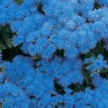 Annuali Ageratum houstonianum