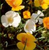 Speciali Piante annuali da fiore