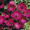 Annuali Linum grandiflorum