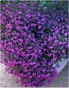 Annuali Lobelia erinus