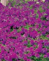 Annuali Verbena