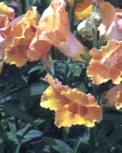 Bocca di leone