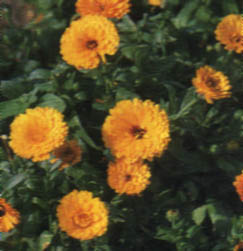 Calendola