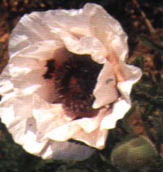 Papavero