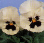 Linguaggio dei fiori viola del pensiero