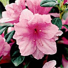 rododendro