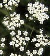 Aromatiche Pimpinella anisum