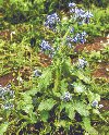 Piante Medicinali Borago officinalis