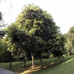 Aromatiche Cinnamomum zeylanicum