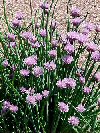 Aromatiche Allium schoenoprasum
