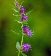 Aromatiche Hyssopus officinalis
